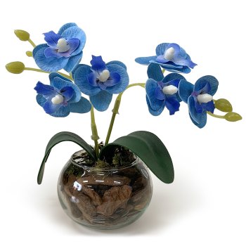 MINI ORQUIDEA AZUL