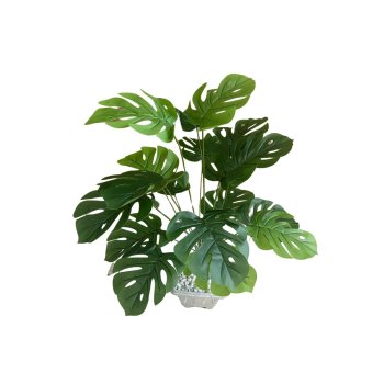 Planta Costela De Adão 70cm  com18hastes