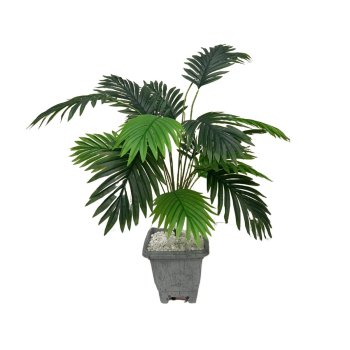 Planta Coqueirinho 80cm com 18hastes